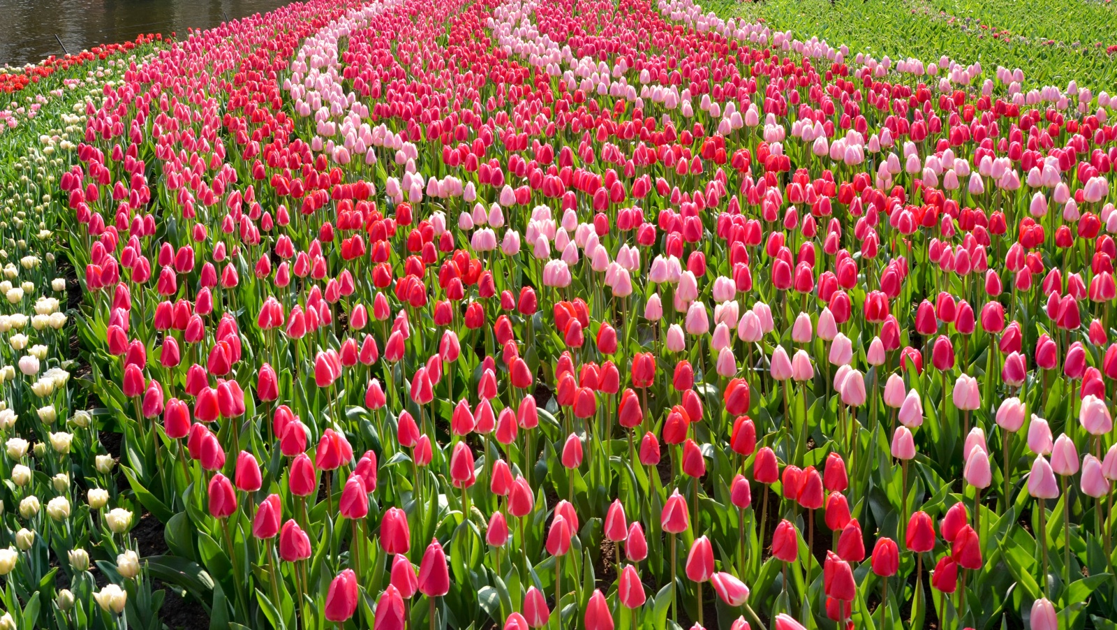 Keukenhof-holland-garden-tulipans